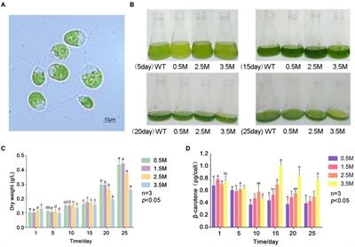 Genomics and transcriptomics reveal β-carotene synthesis mechanism in Dunaliella salina